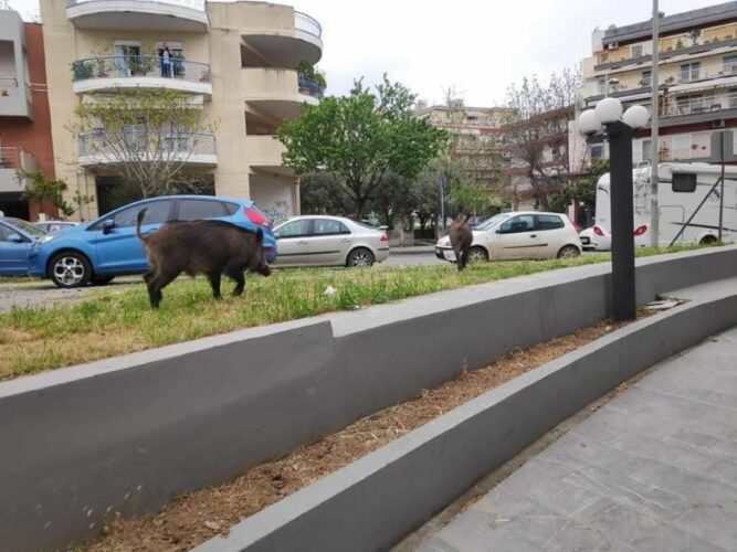 Απίστευτες εικόνες: Αγριογούρουνα κόβουν βόλτες στην πόλη ψάχνοντας φαγητό